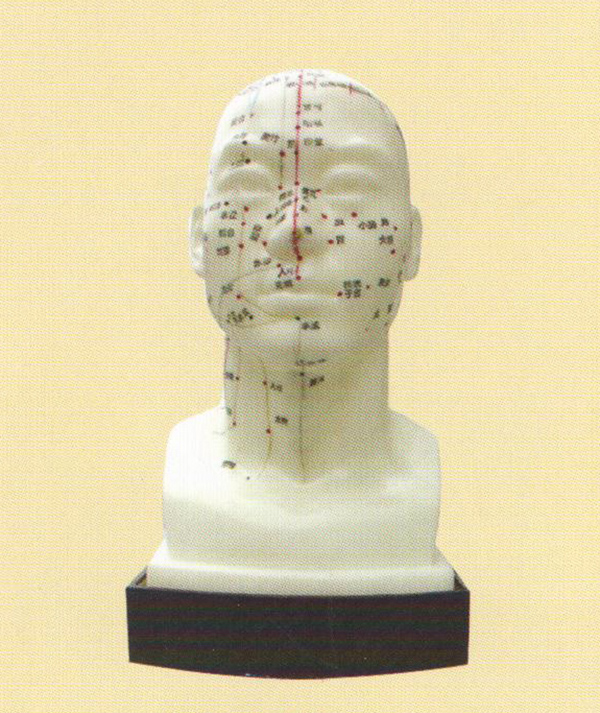 针灸头模