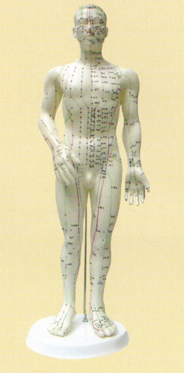 针灸人体模型