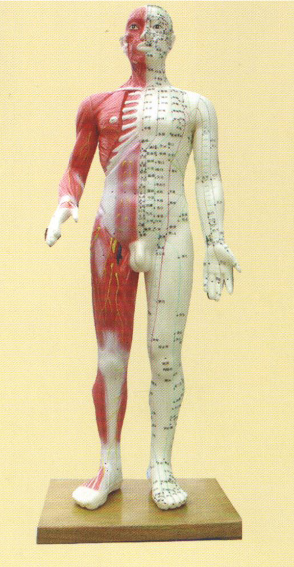 针灸人体模型