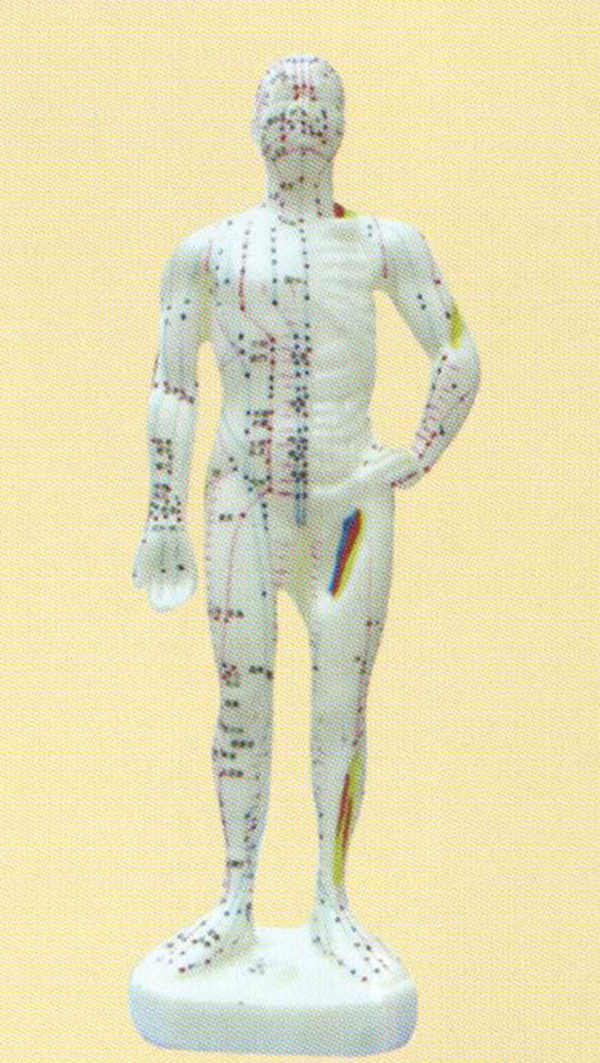 针灸人体模型