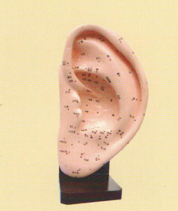 针灸耳模